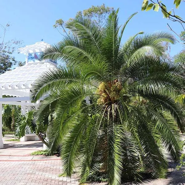 Pygmy Date Palm Tree