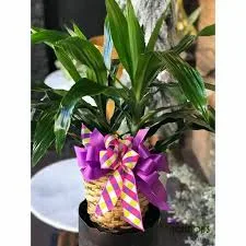 Corn Plant - Woven Basket