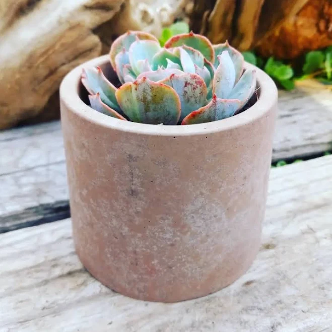Round Concrete Succulent Planter