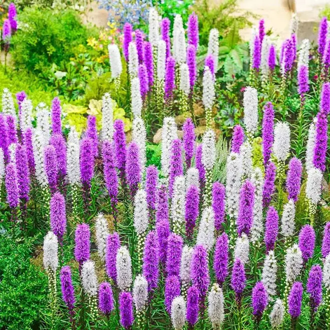 Blazing Star Mixture