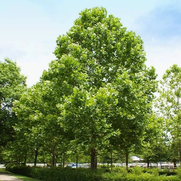 Brighter Blooms American Sycamore Tre...