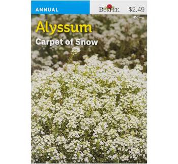 Burpee Alyssum Carpet of Snow Seeds