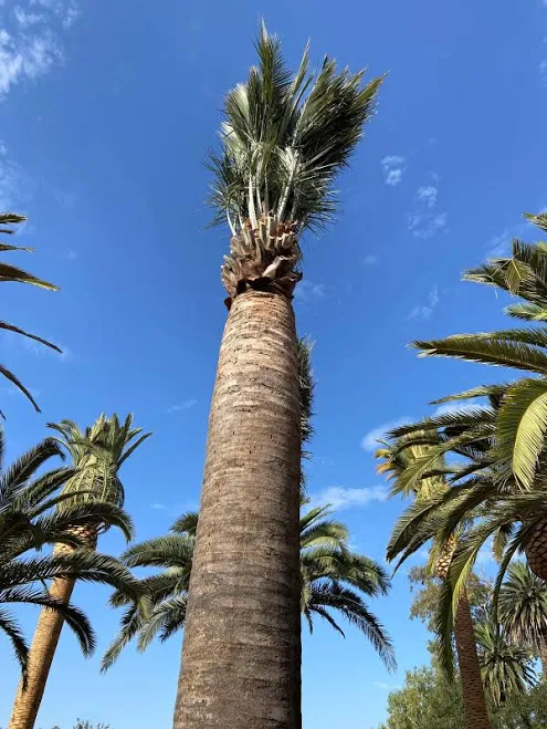 Chilean Wine Palm Tree (Jubaea chilen...