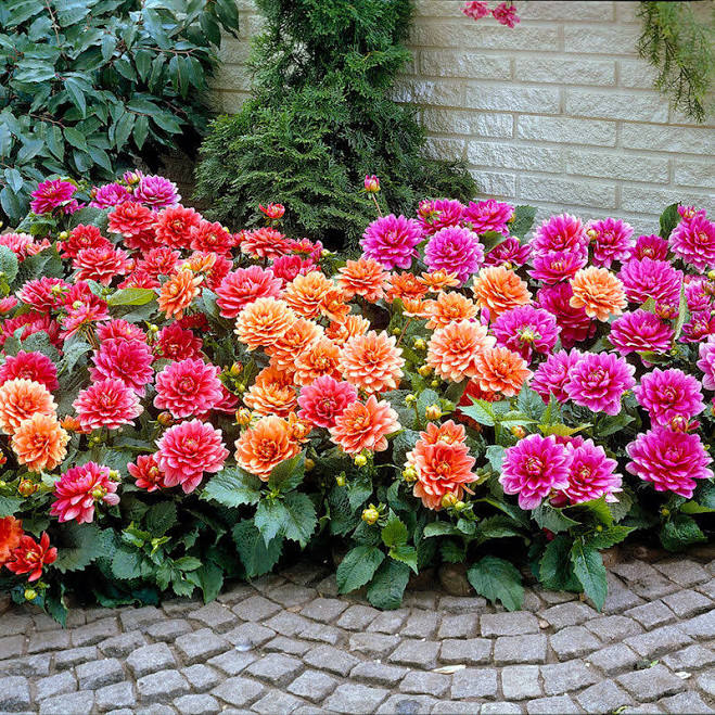 Eden Brothers Border Mix Dahlia Tubers