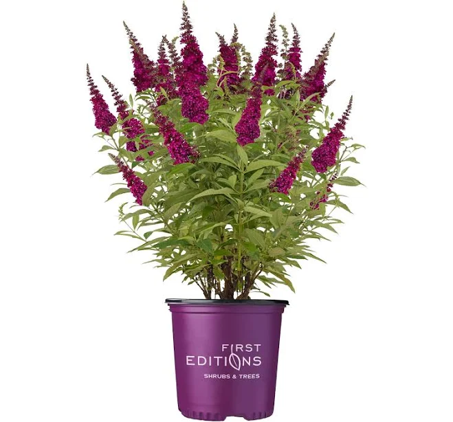 First Editions Buddleia Funky Fuchsia...