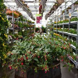 Fuchsia 'Dollar Princess' Hanging Basket