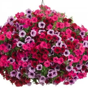 Grand Traverse Hanging Basket