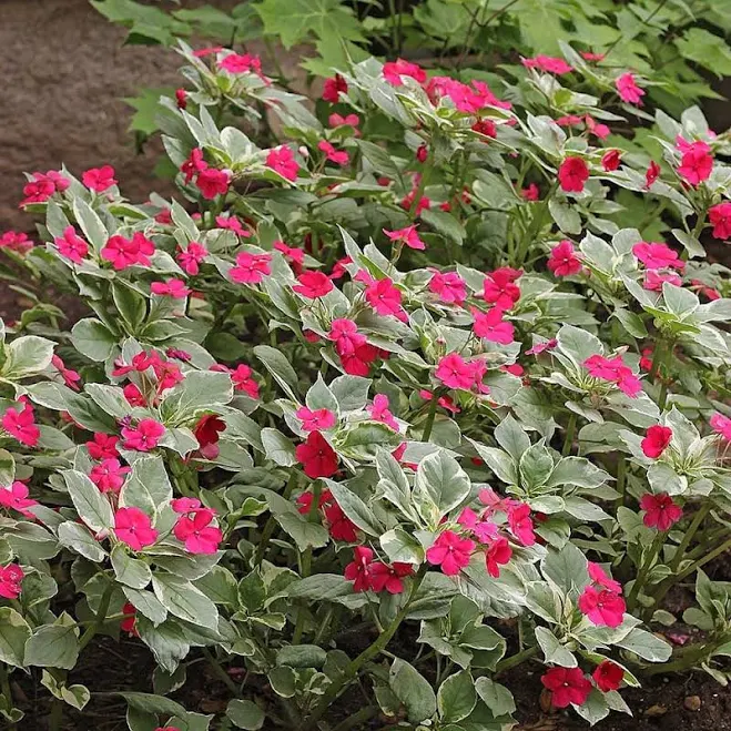 Impatiens Walleriana 'Variegata' Size...