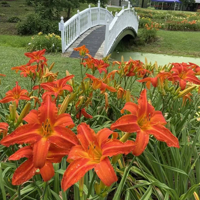 Oakes Daylilies Heavenly Dragon Fire ...