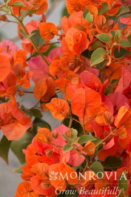 Orange King Bougainvillea Monrovia 5 ...