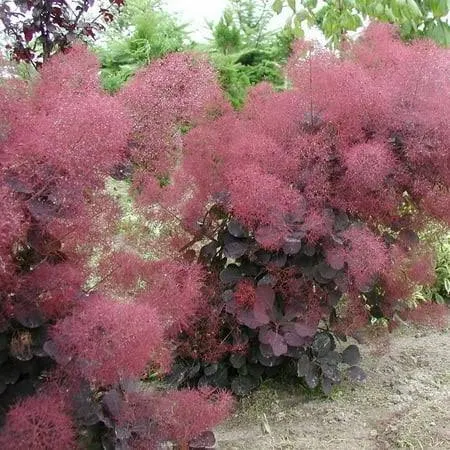 Velveteeny Dwarf Purple Smokebush Liv...