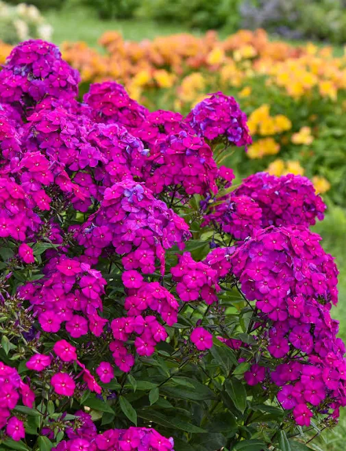 Wayside Gardens Phlox Luminary 'Ultra...