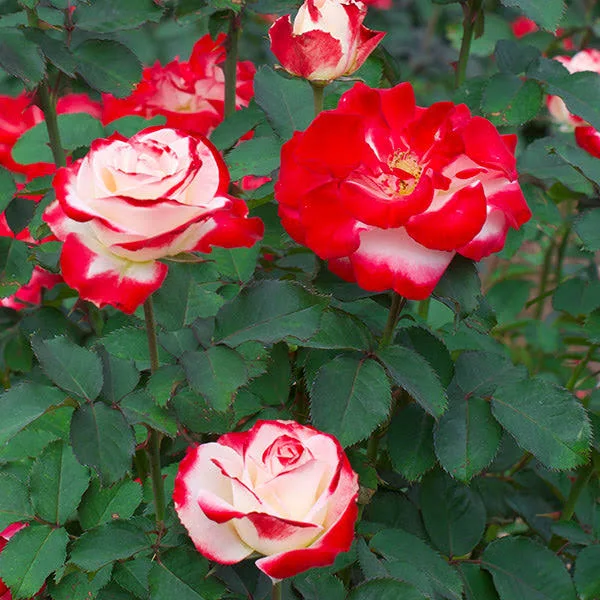White Lies Rose Shrub/Bush