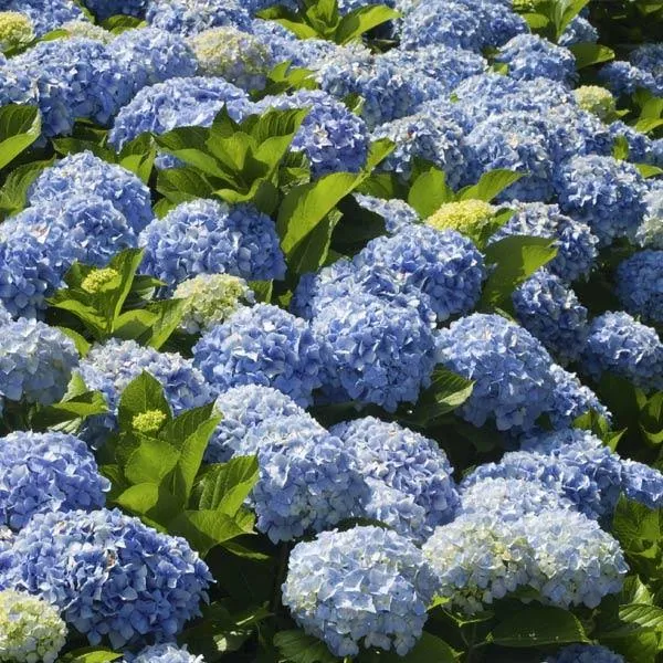 Brighter Blooms Nikko Blue Hydrangea ...