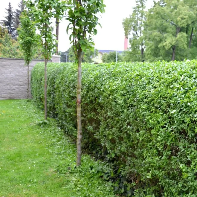 California Privet Hedge