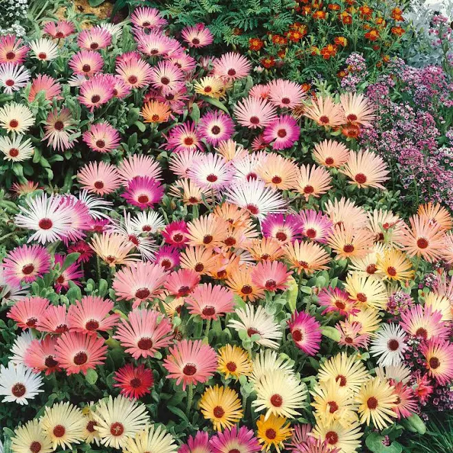 Eden Brothers Livingstone Pastel Mix ...