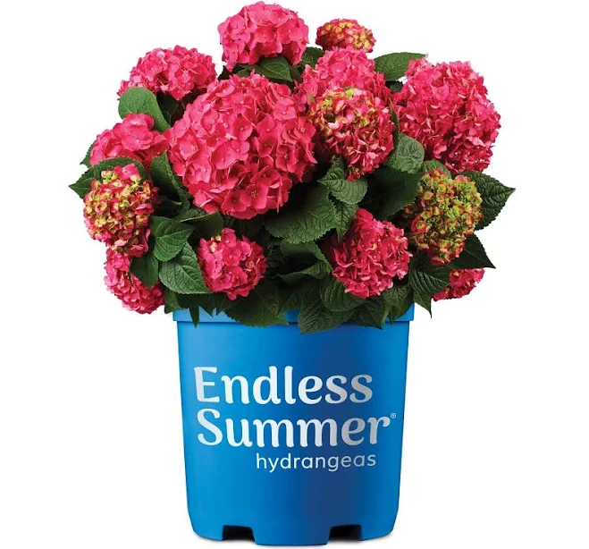 Endless Summer Summer Crush Rebloomin...