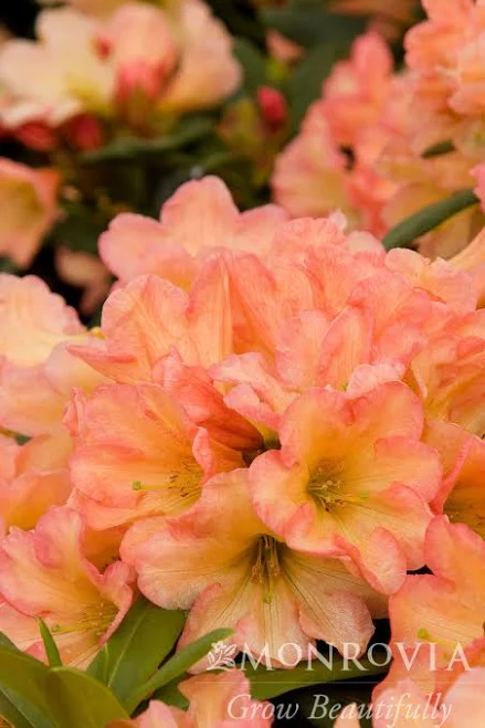 Monrovia Rhododendron September Song