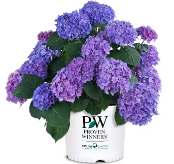 Proven Winners 2 gal. Potted Blue Let...