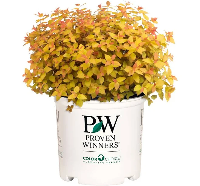 Proven Winners Double Play Candy Corn...