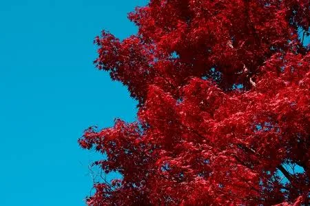 Red Leaf Japanese Maple Tree