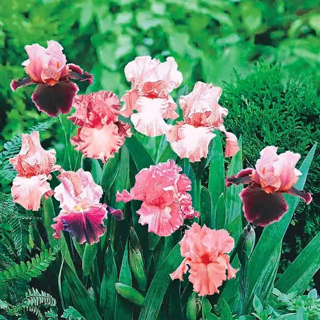 Shades Of Pink Bearded Iris Mixture S...