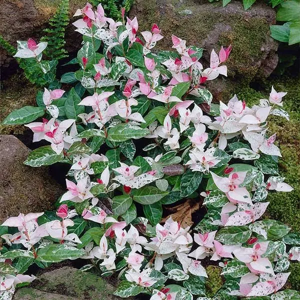 Snow-N-Summer Asiatic Jasmine Shrub/Bush