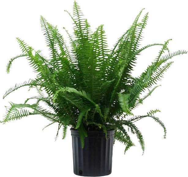 Costa Farms Kimberly Queen Fern Live ...