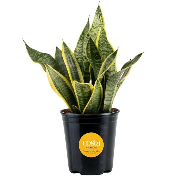 Costa Farms Snake Plant