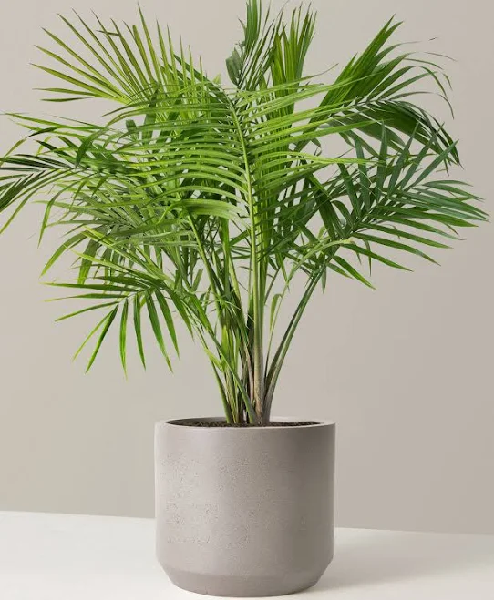 Large Majesty Palm Houseplant with Pl...