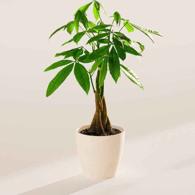 Money Tree Indoor Plants