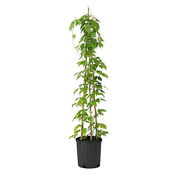 National Plant Network Corkscrew Vine