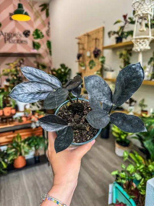 Zamioculcas Black Raven ZZ Plant