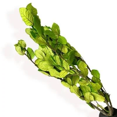 Alilang Decorative Dried Leafy Branch...
