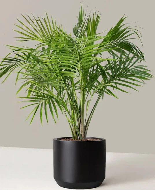 Large Majesty Palm Houseplant with Pl...