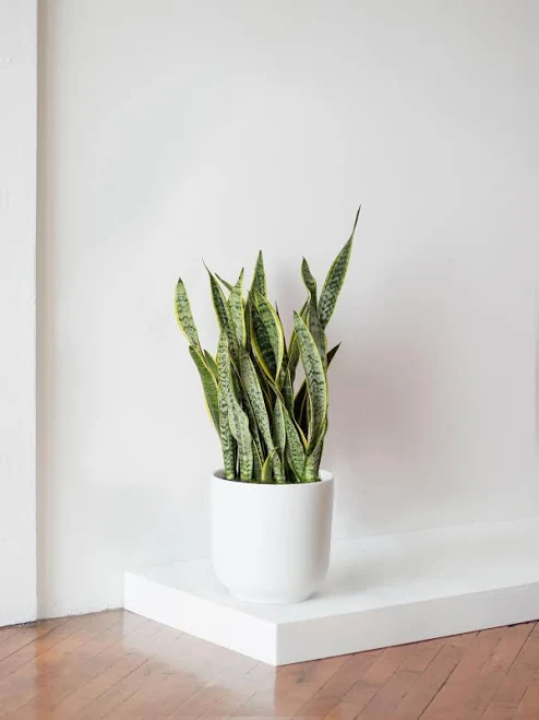 Laurentii Snake Plant