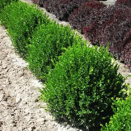 Brighter Blooms Green Velvet Boxwood ...