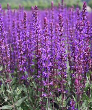 Rare Roots Salvia sylvestris May Nigh...