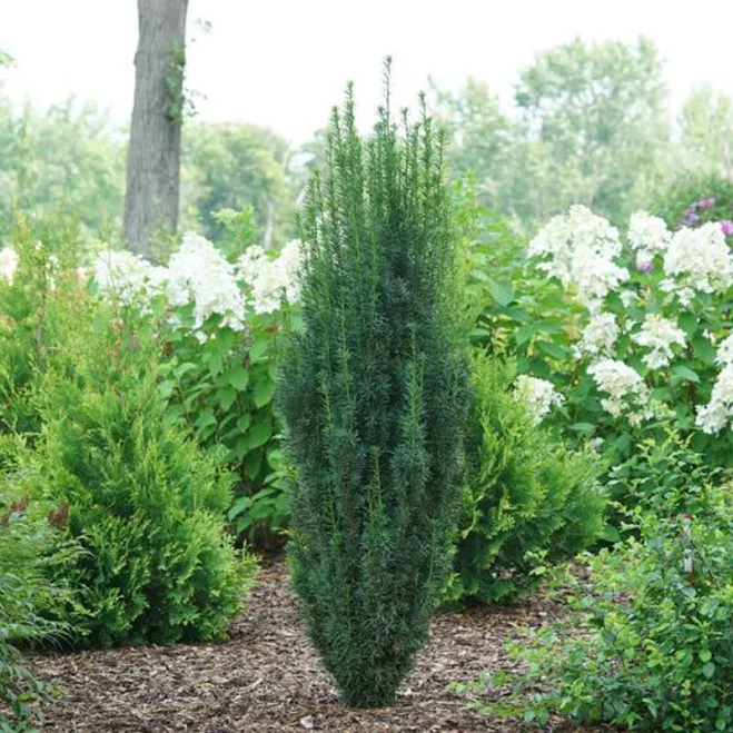 Stonehenge Skinny Yew