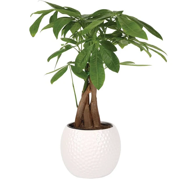 Green Circle Growers Money Tree