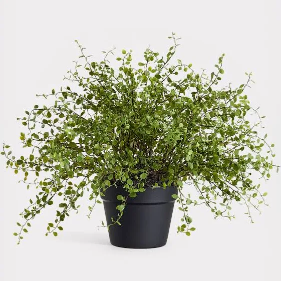 Maidenhair Creeping Vine Fake Potted ...