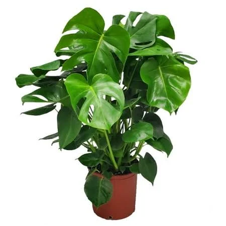 Mathis Home Tropical Plants of Florid...