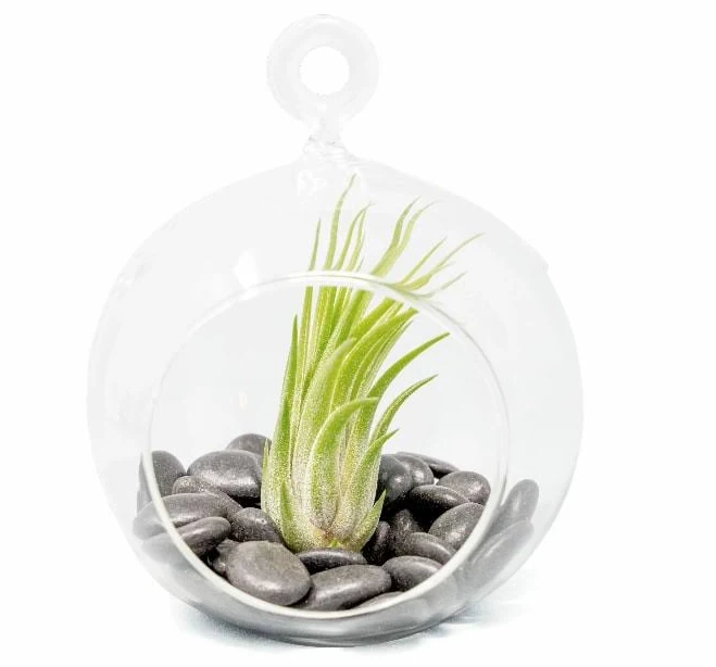 Terrarium Globe with Flat Bottom, Air...