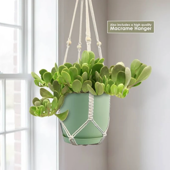Trailing Jade Pot