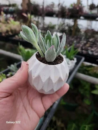 Geometric Concrete Planter/Bulk Sale